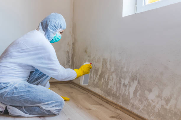 Licensed Attic Mold Remediation service in Chesterfield, NJ - Car Mold Remediation