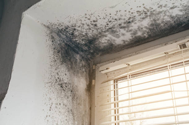 Affordable Attic Mold Remediation solutions in Chesterfield, NJ